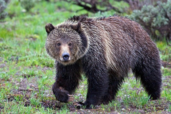 Grizzly Bear Grand Teton Photo by Daryl Hunter